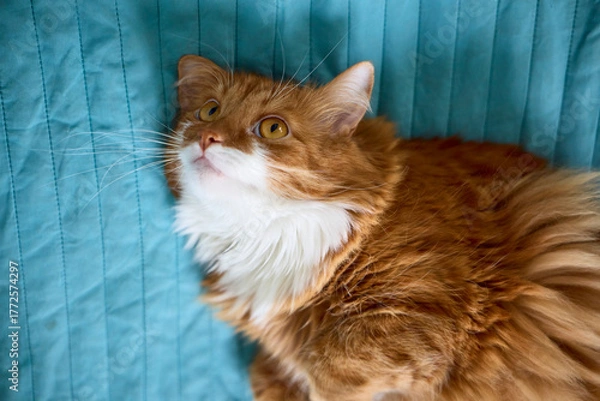 Fototapeta cat lying on the floor