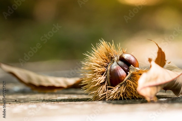 Obraz ricci e castagne