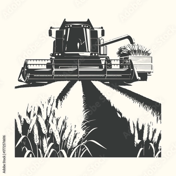 Fototapeta A combine harvester working in a wheat field, cutting the ripe crop during harvest season