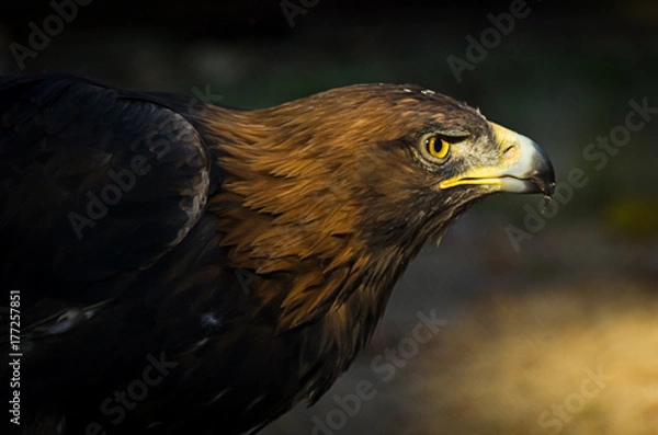 Fototapeta The portrait of golden eagle (Aquila chrysaetos) at sunset