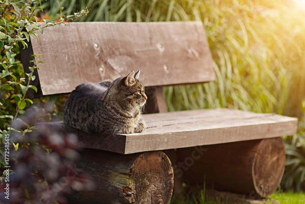 Fototapeta Pretty tabby cat relaxes on a wooden bench in the garden and looks to the right. The cat is enjoying the sun outdoors