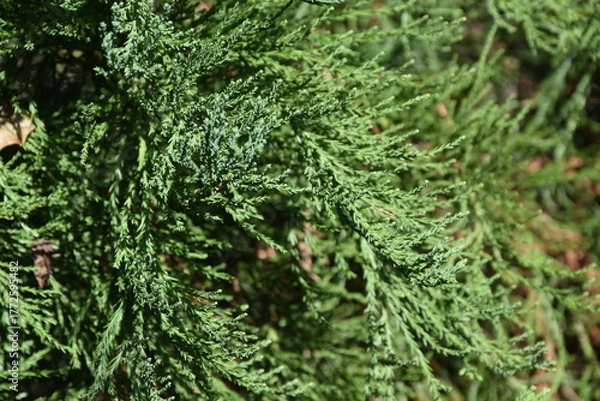 Fototapeta Mammutbaum