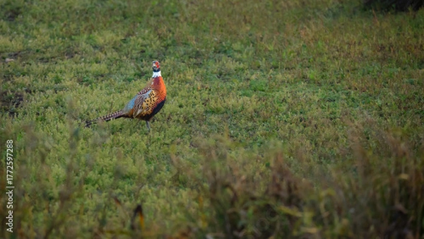 Fototapeta Male Pheasant on green vegetation at Druridge Pools,  a Nature Reserve close to the Northumberland coast and was a former opencast mine, now a popular reserve with wildfowl and waders in the wetland