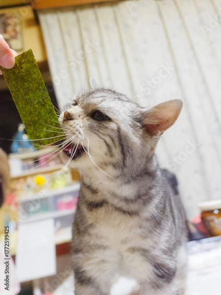 Fototapeta 海苔を欲しがる猫