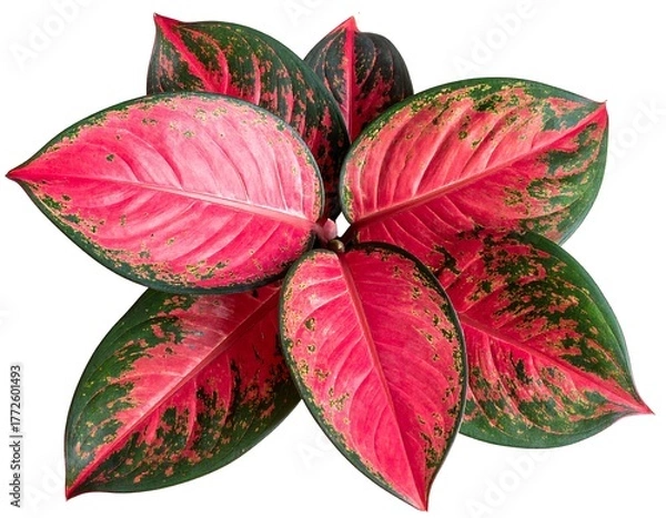 Fototapeta Overhead shot of vibrant, heart-shaped leaves, red and green hues