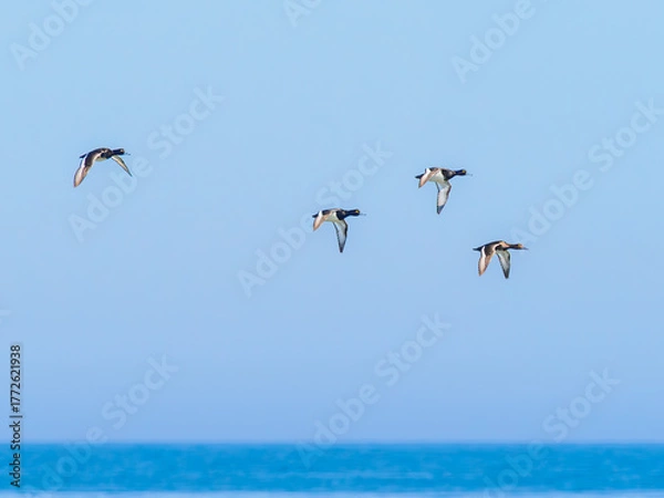 Fototapeta Tufted ducks in flight over the sea, Öland, Sweden