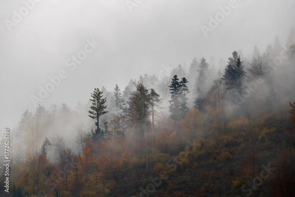 Obraz pine trees on a misty mountain, misty autumn forest on hillside with colorful foliage and fog