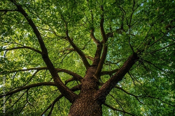 Fototapeta Under the tree against a leafy background showcasing a green foliage design