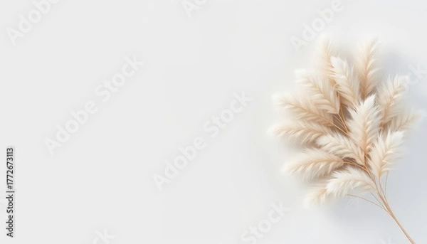 Obraz Minimalist composition featuring beige feathery plants arranged on a simple light backdrop with space for text or design elements