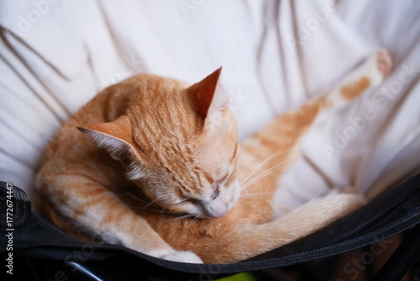 Obraz Relaxed Orange Cat Grooming on Cozy Chair in Soft Natural Light
