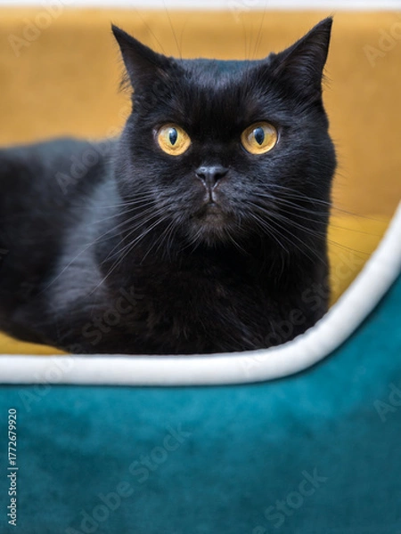 Obraz Black Cat sitting on the sofa at home. Black Persian cat lying on the sofa in a house.