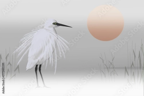 Obraz The little egret (Egretta garzetta) and morning  sun on the lake.