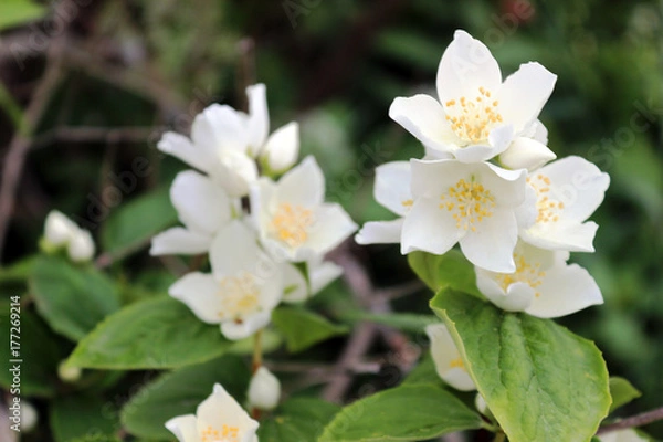 Fototapeta Jasmine flower on a jasmine tree