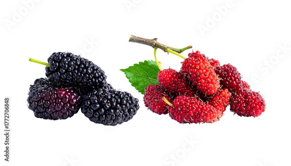 Obraz Two Mulberry Fruit Variations – isolated on transparent background (2)