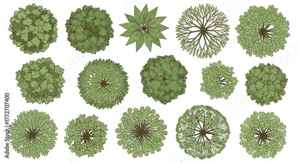 Fototapeta Overhead view of various trees with different shapes and foliage types arranged on a white surface.