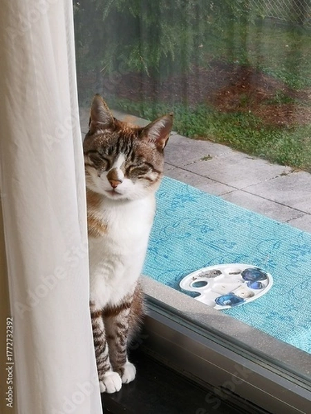 Obraz Katze am Fenster