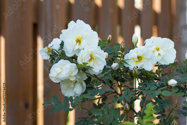 Obraz bush of white fence roses blooming in garden in summer