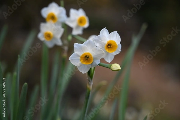 Obraz White Daffodils Blooming in Spring, 早春に咲く白い水仙の花