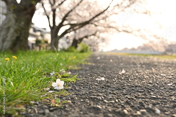 Obraz Fallen Cherry Blossom Petal on a Path, 散った桜の花びらと道と芝生