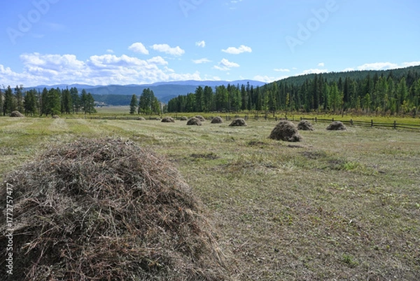 Fototapeta Green meadow with harvested haystacks in a mountainous area
