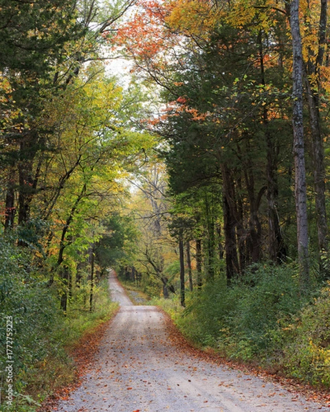 Obraz Country gravel road lined with autumn trees in warm yellow and orange tones