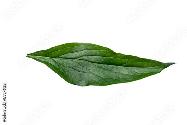 Obraz Peony leaf