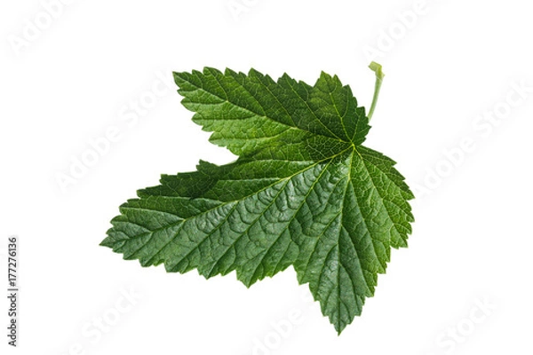 Obraz Currant leaf