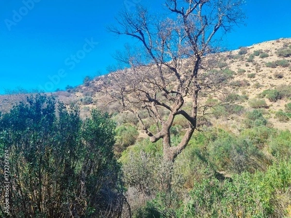 Fototapeta A forest in a dry, mountainous environment with leafless shrubs.