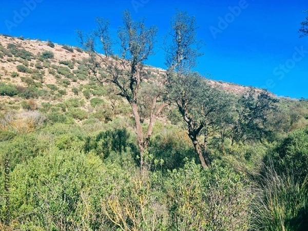 Fototapeta A forest in a dry, mountainous environment with leafless shrubs.