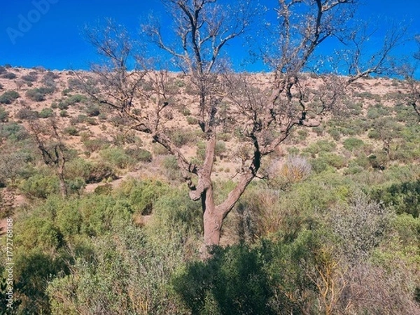 Fototapeta A forest in a dry, mountainous environment with leafless shrubs.