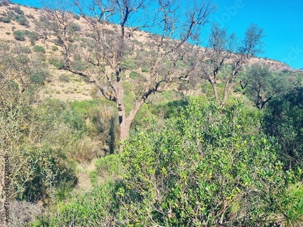 Fototapeta A forest in a dry, mountainous environment with leafless shrubs.