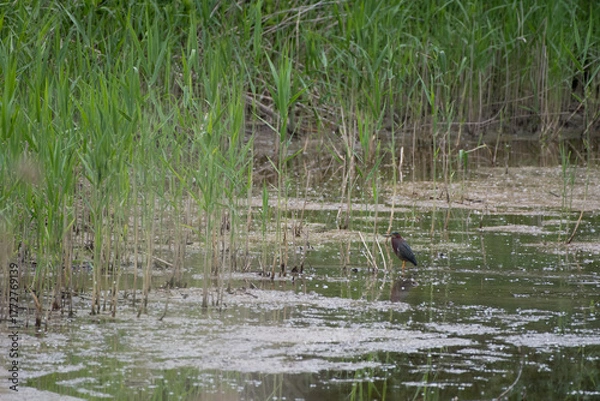 Fototapeta Environmental view of a Green Heron in a wetland at Montezuma National Wildlife Refuge