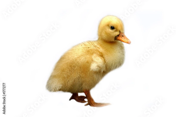 Obraz yellow duck