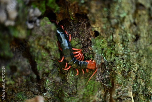 Obraz 木の幹に潜む頭と足が朱色のトビズムカデ