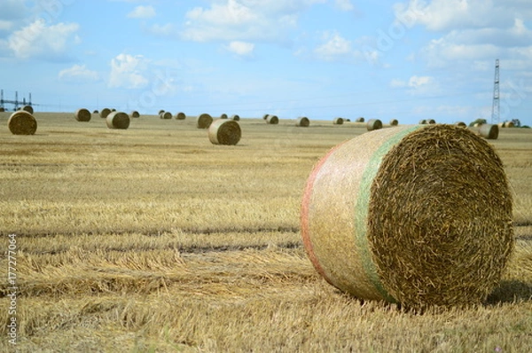Fototapeta hay field