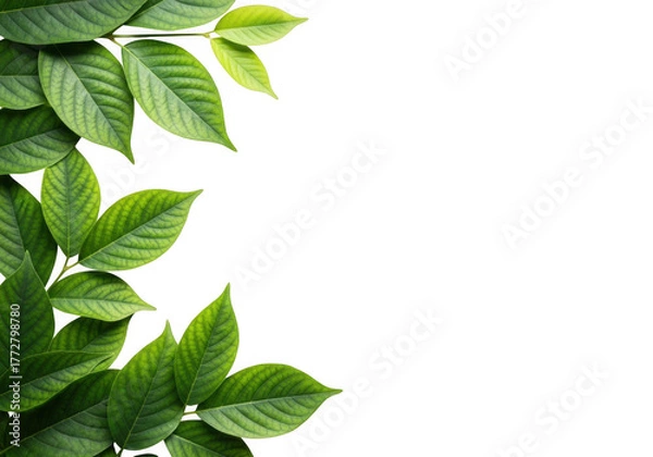 Obraz Vibrant green leaves bordering a deep black space isolated on transparent background