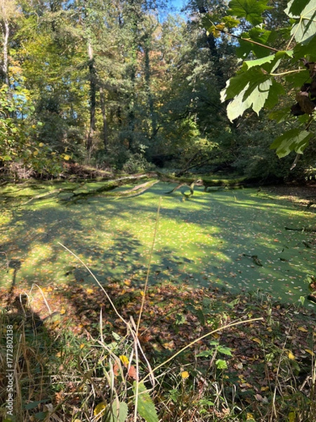 Fototapeta pond with fallen tree