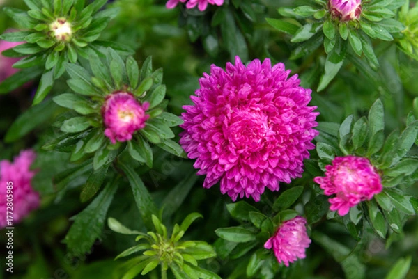 Fototapeta Pink chrysanthemums after the reain