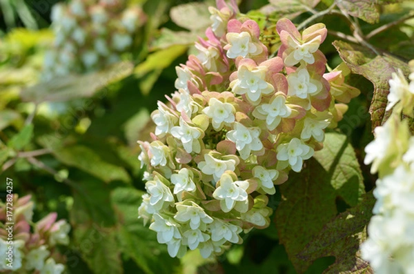 Obraz カシワバアジサイ