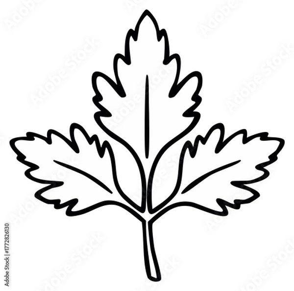 Obraz Simple line drawing of three lobed leaf with jagged edges and veins, botanicals, vector