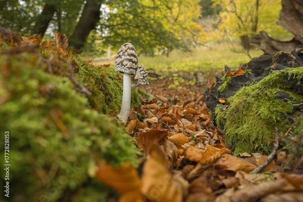 Obraz Magpie inkcap,  Coprinopsis picacea