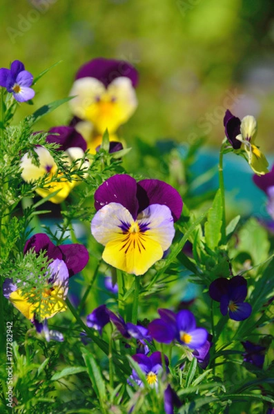 Obraz yellow pansy