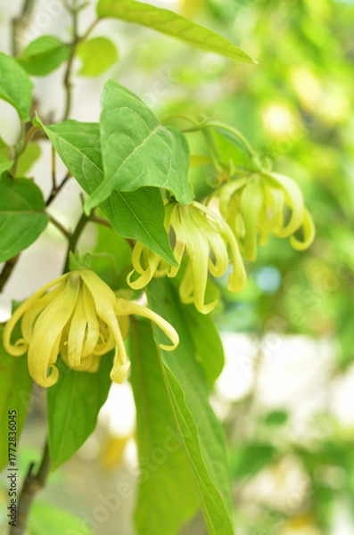 Obraz イランイラン