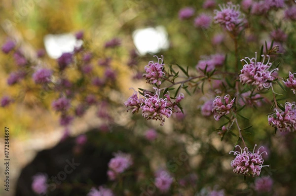 Obraz ピンク色のグレビレア