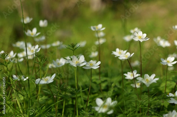 Obraz ニリンソウ