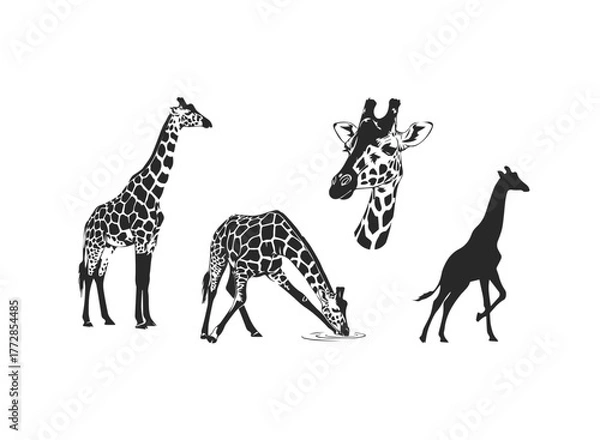 Obraz Giraffe Vector Illustrations and Silhouettes Set