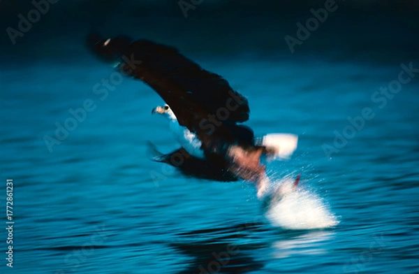 Fototapeta Fish eagle