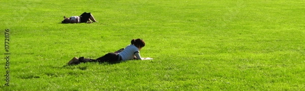 Fototapeta green grass