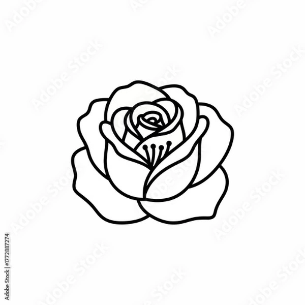 Obraz rose vector illustration