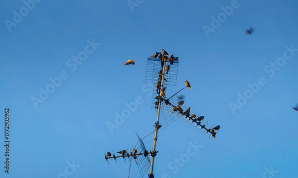 Obraz antenna con vari uccelli